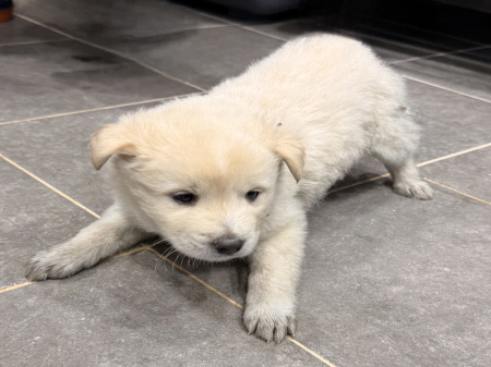 원주시동물보호센터_442419202500816