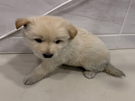 보호중 믹스견의 가…