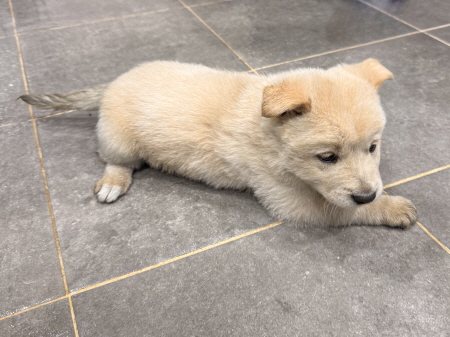 종료(자연사) 믹스…