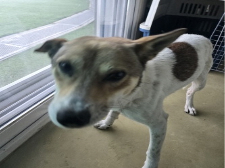 원주시동물보호센터_442419202500812