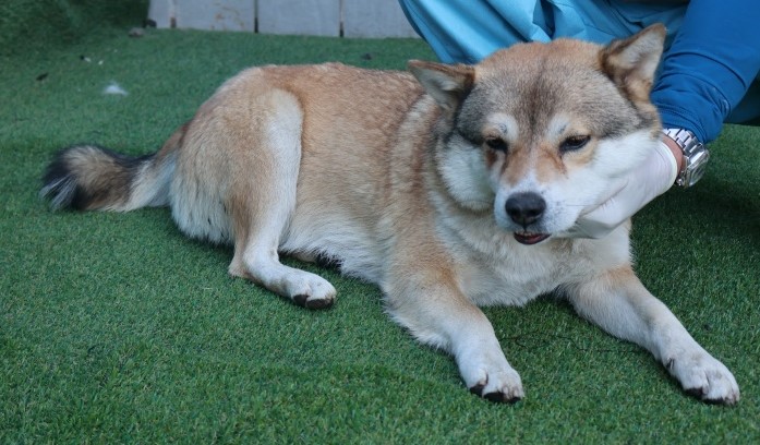 제주 동물보호센터_450650202502932