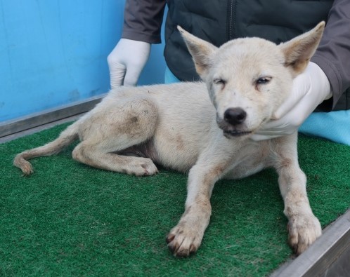 보호중 믹스견의 가…