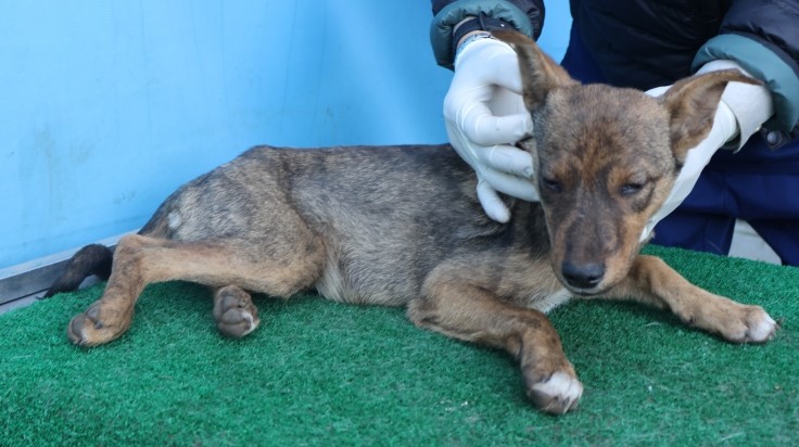 제주 동물보호센터_450650202502929