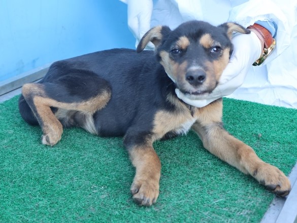 제주 동물보호센터_450650202502928