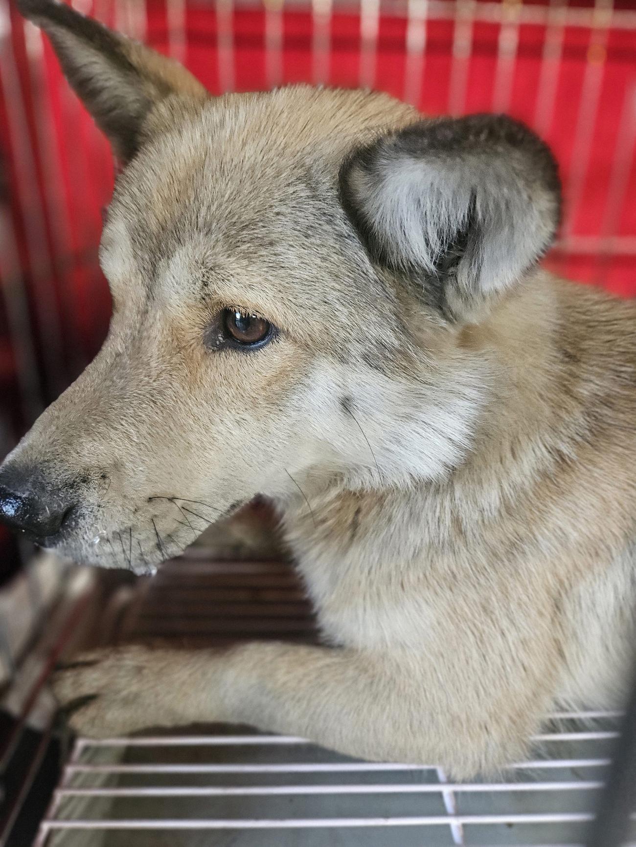 (사)동물보호관리협회_448535202501601