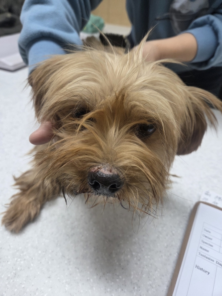 보호중 믹스견의 가…