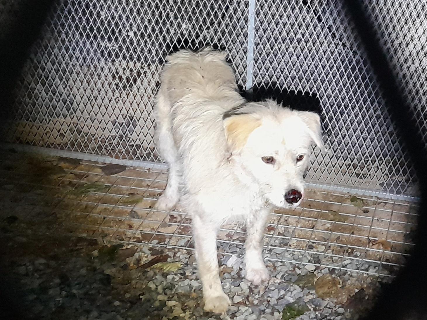 (사)동물보호관리협회_448535202501603