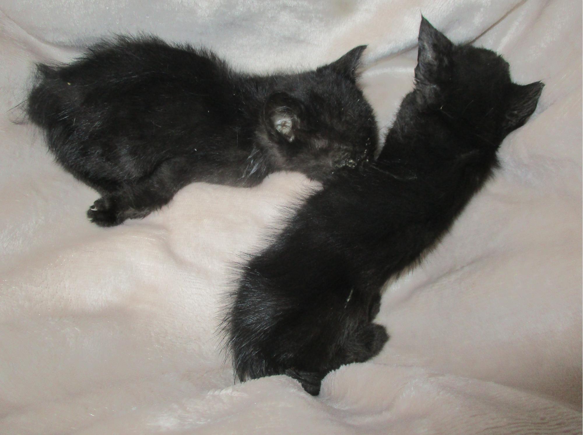 종료(자연사) 한국…