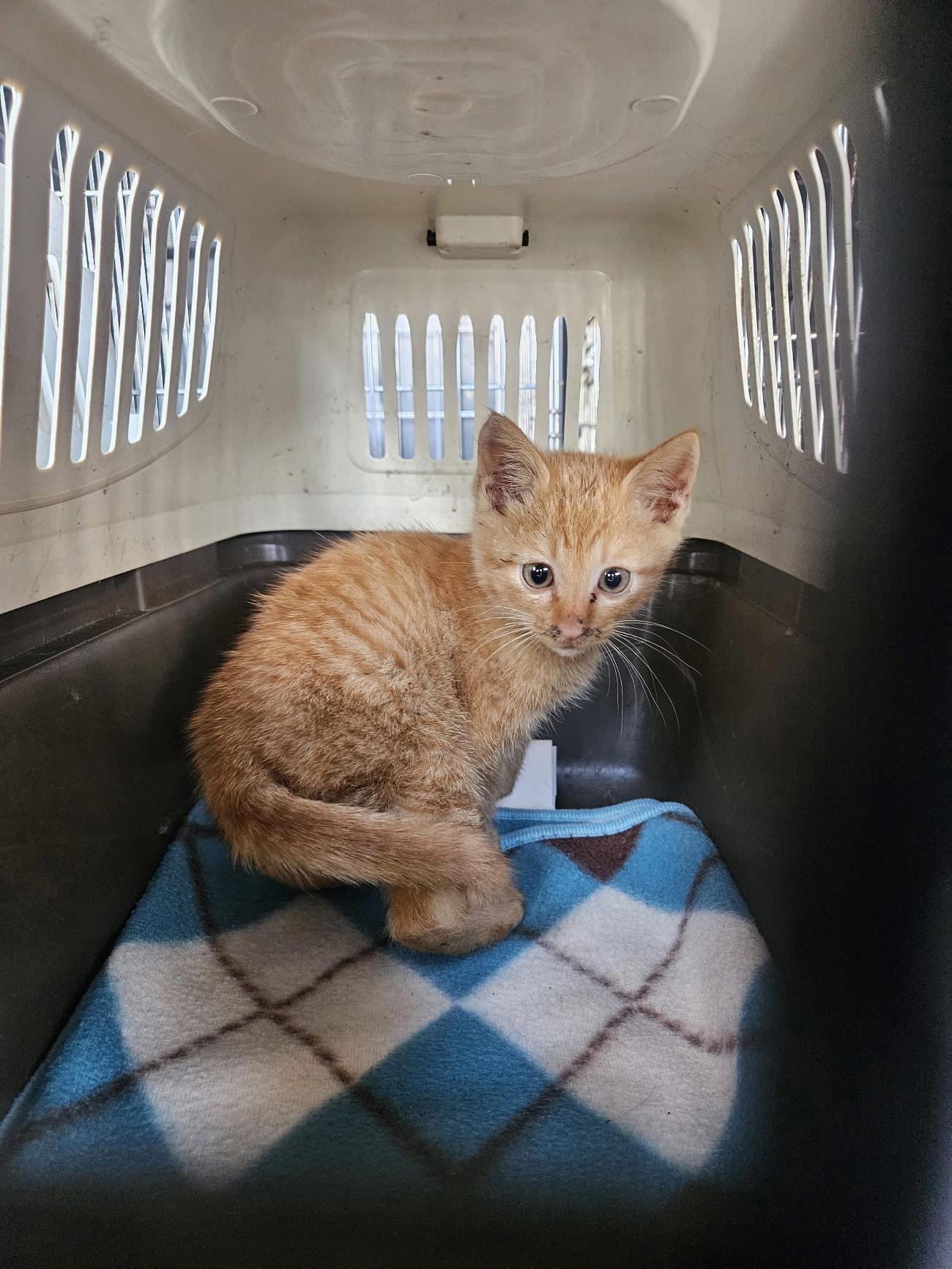 (사)동물보호관리협회_448535202501600