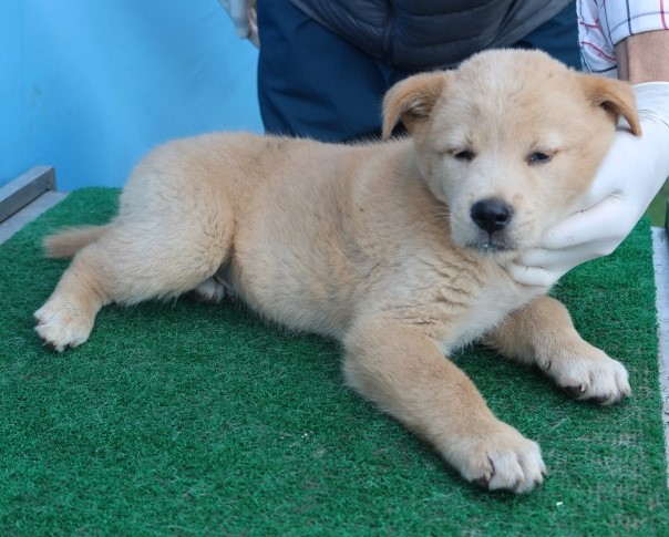 제주 동물보호센터_450650202502930