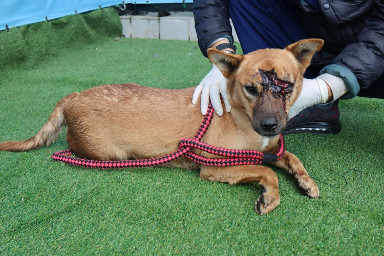 제주 동물보호센터_450650202502925