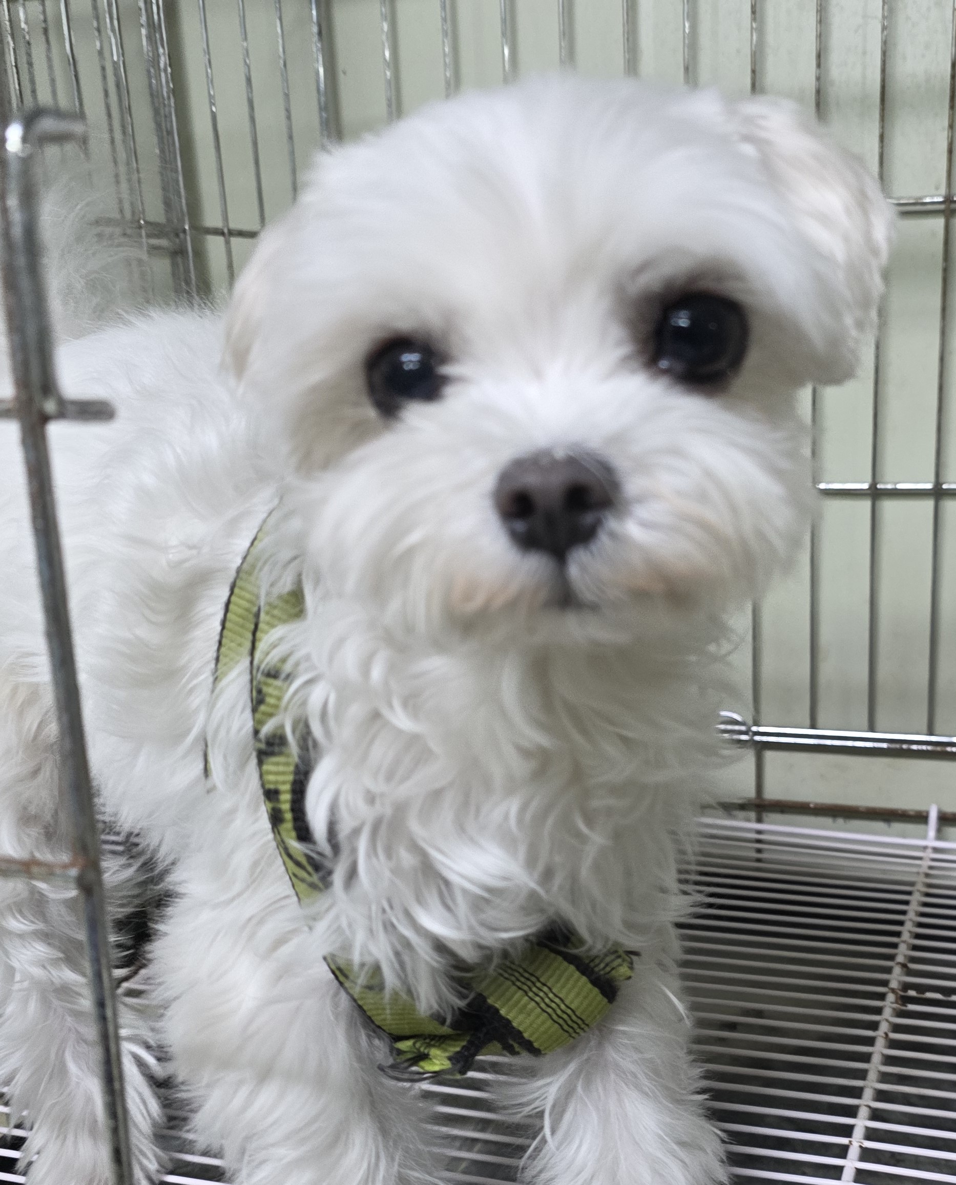 대구유기동물보호협회_427345202500666