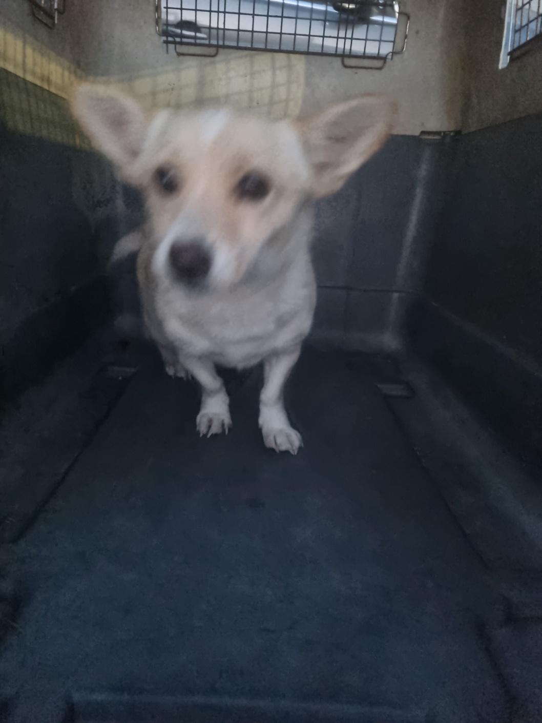 보호중 믹스견의 가…