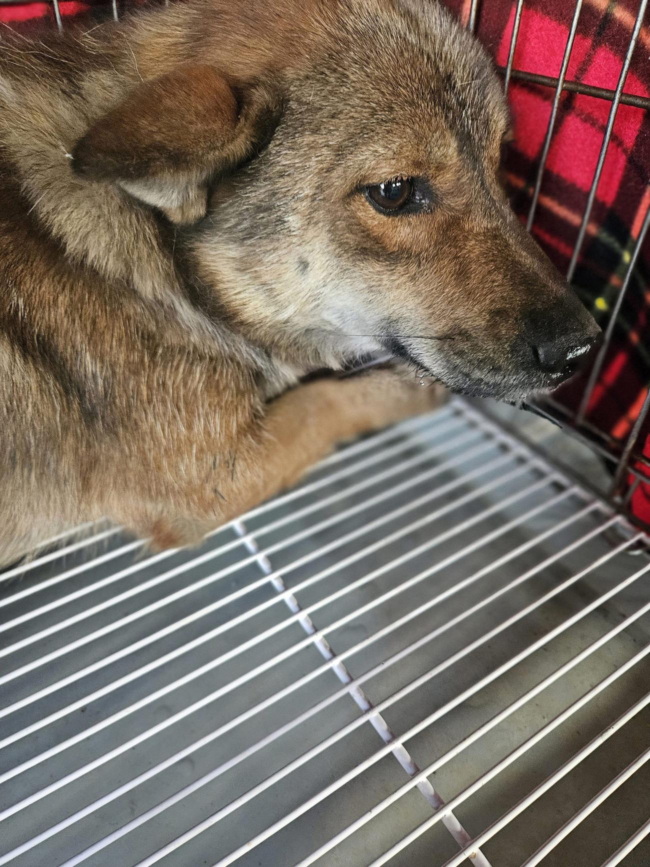 종료(입양) 믹스견…