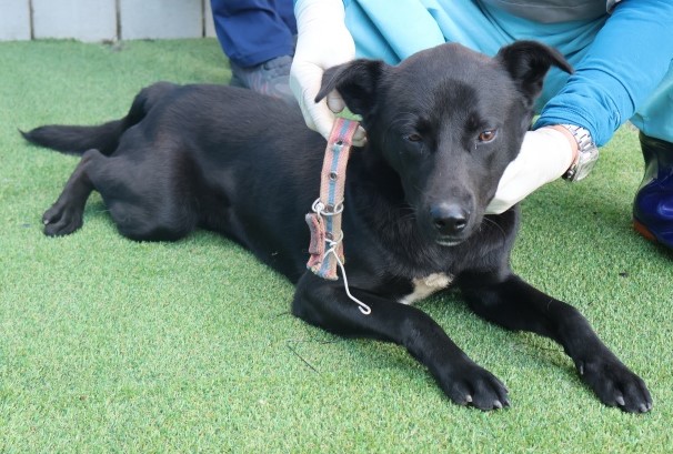 종료(반환) 믹스견…