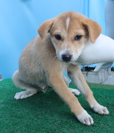 보호중 믹스견의 가…