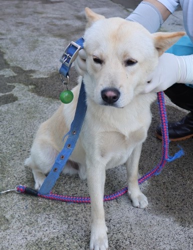 제주 동물보호센터_450650202502931