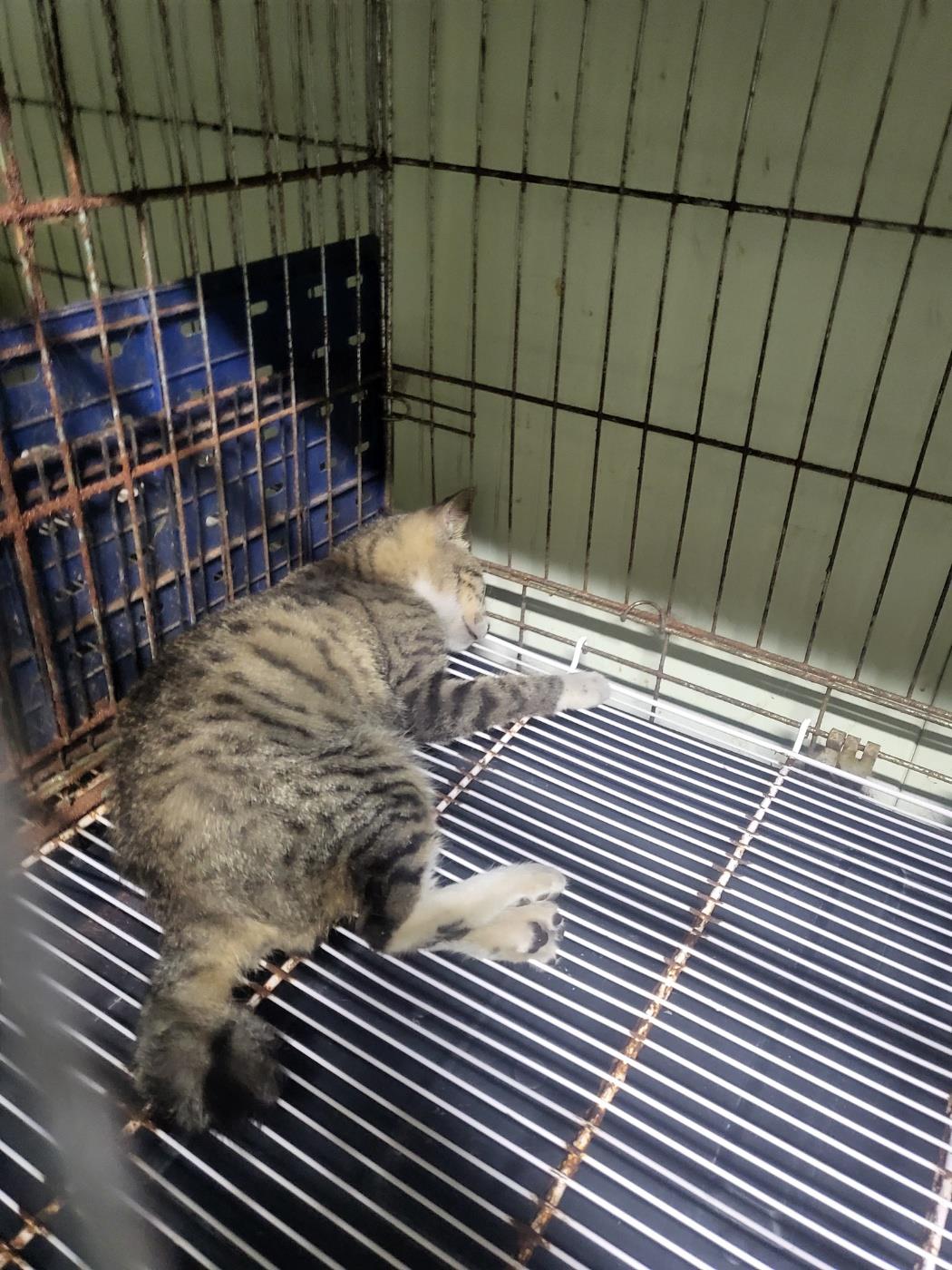 종료(자연사) 한국…