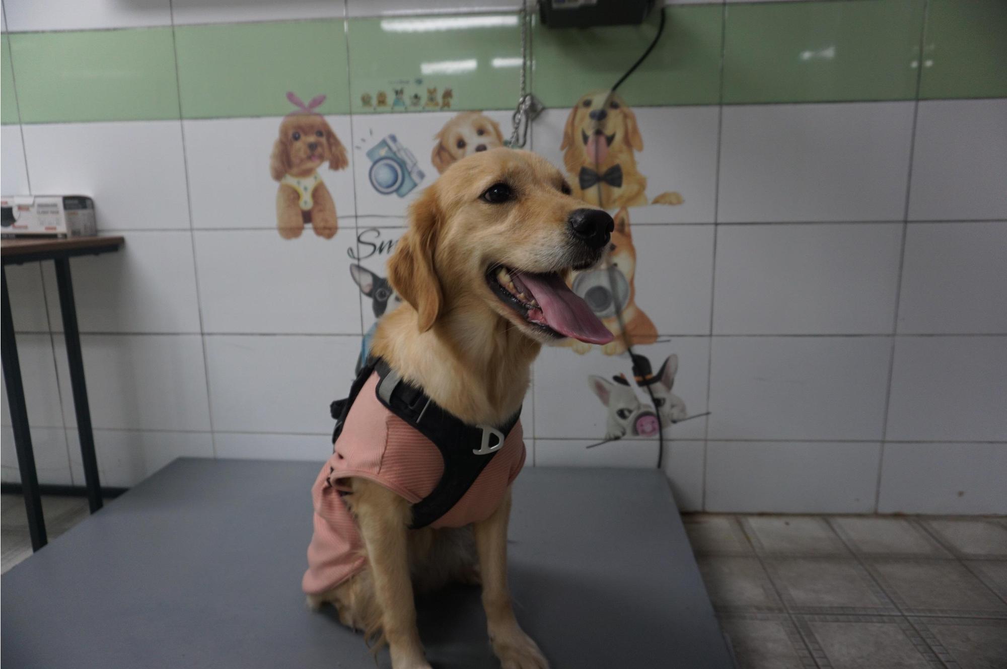 종료(반환) 믹스견…