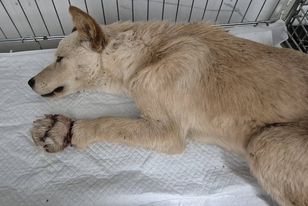 김천시 동물보호센터_447506202500376