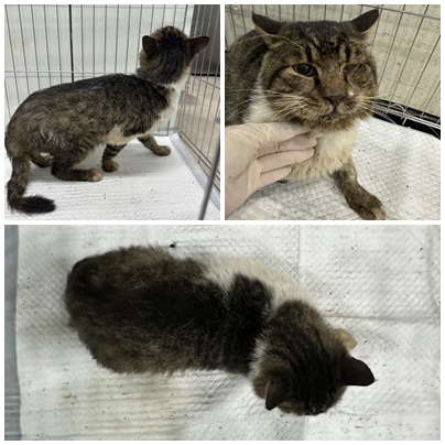 보호중 한국 고양이…