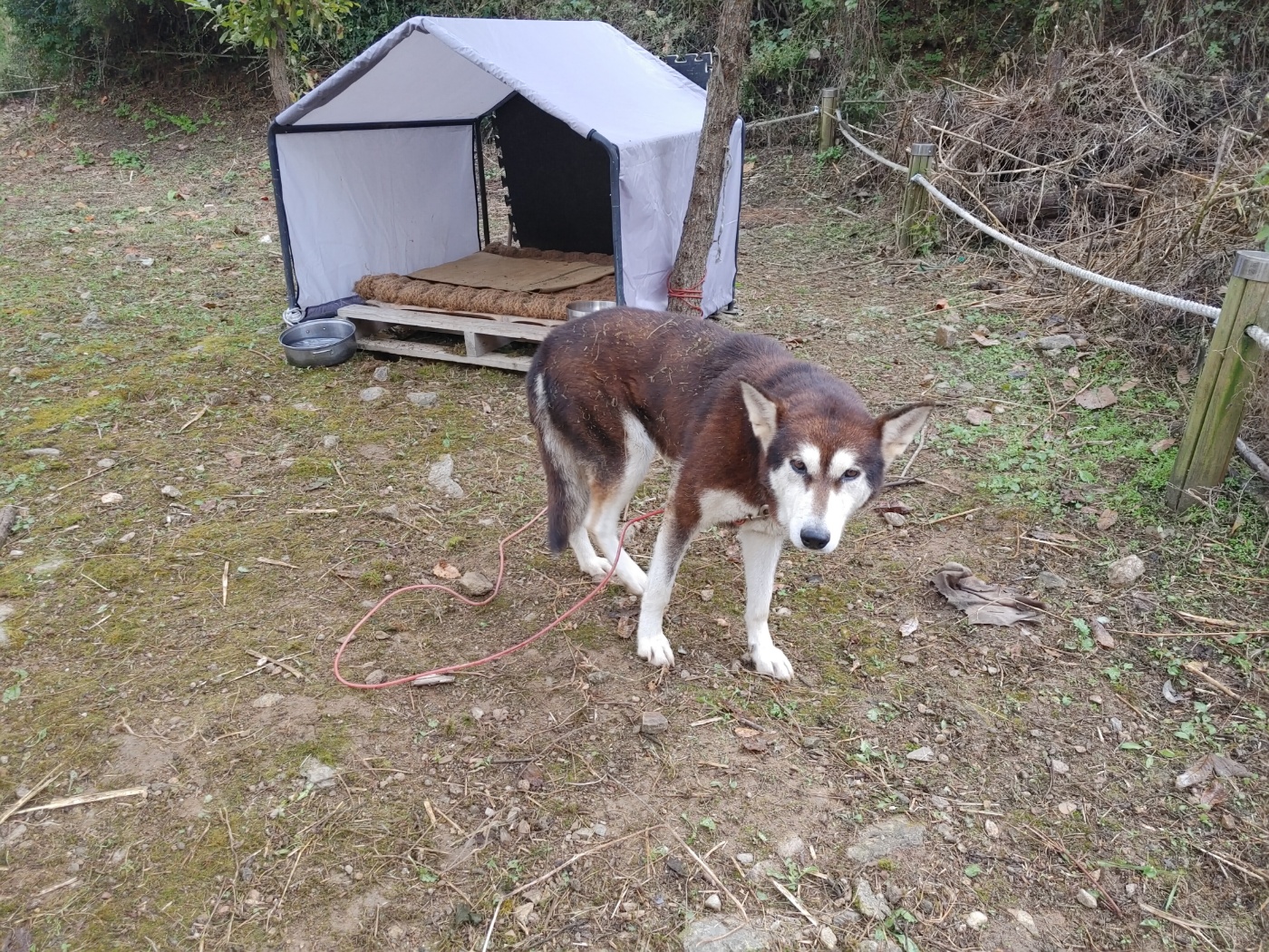 종료(기증) 시베리…