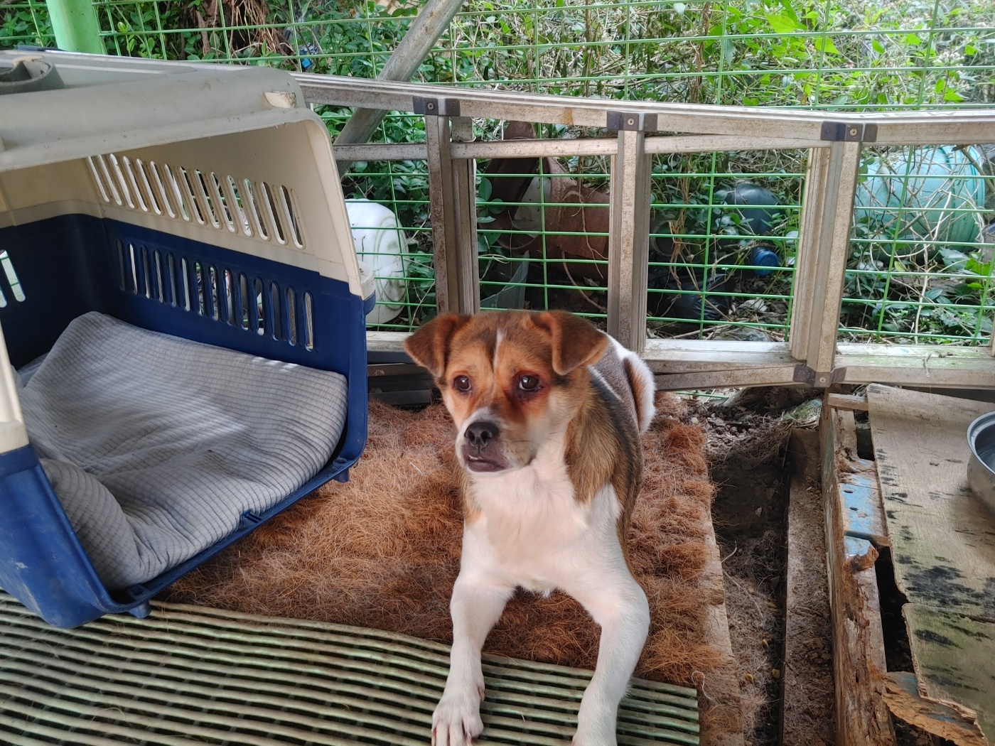 종료(기증) 믹스견…