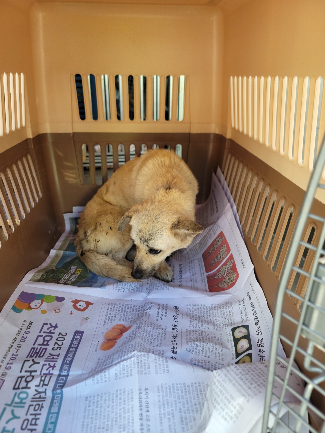 거제시동물보호센터_448537202501396