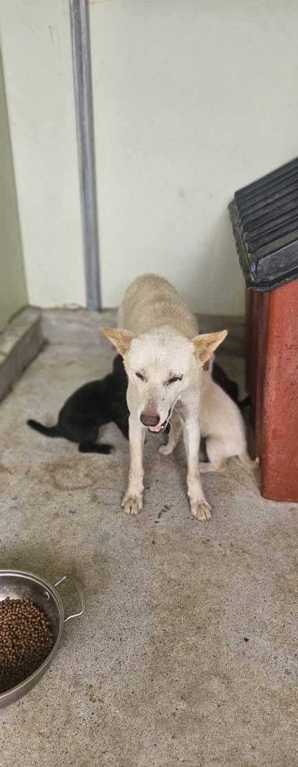 익산유기동물보호소_445468202502964