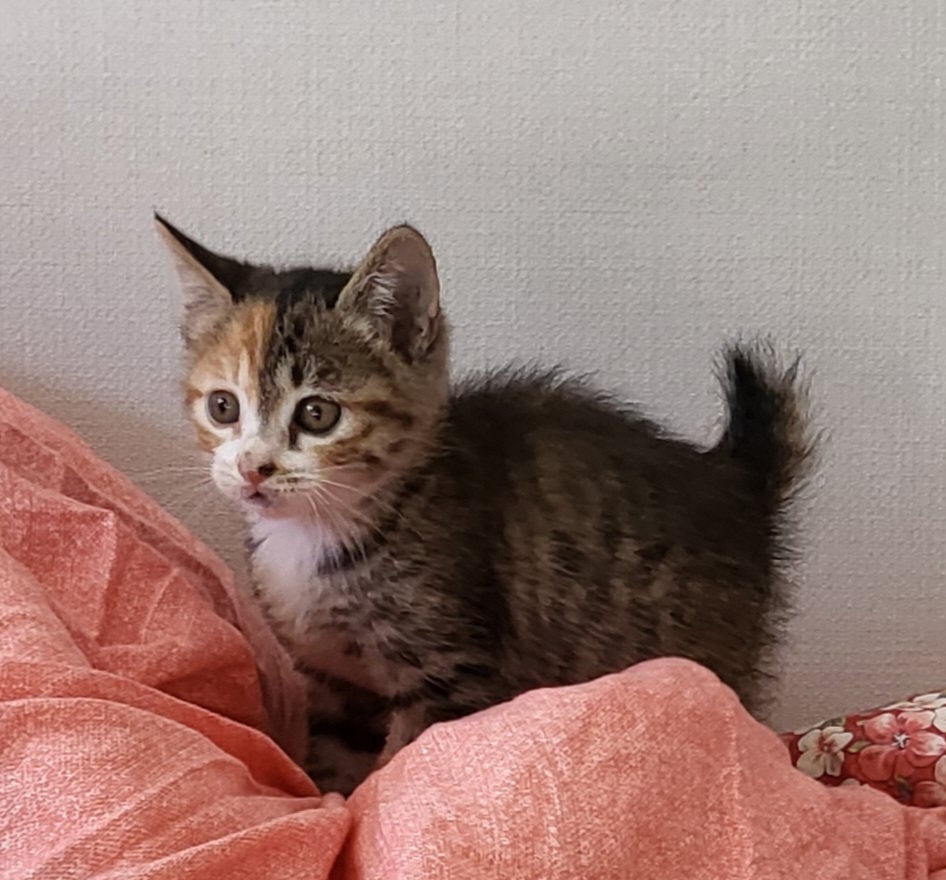 사천시 동물보호센터_448534202501592