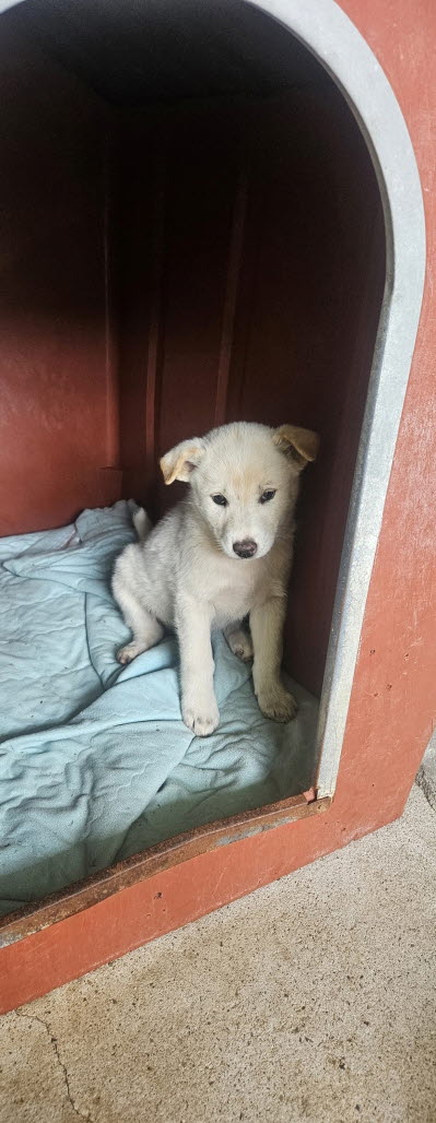 보호중 진도견의 가…