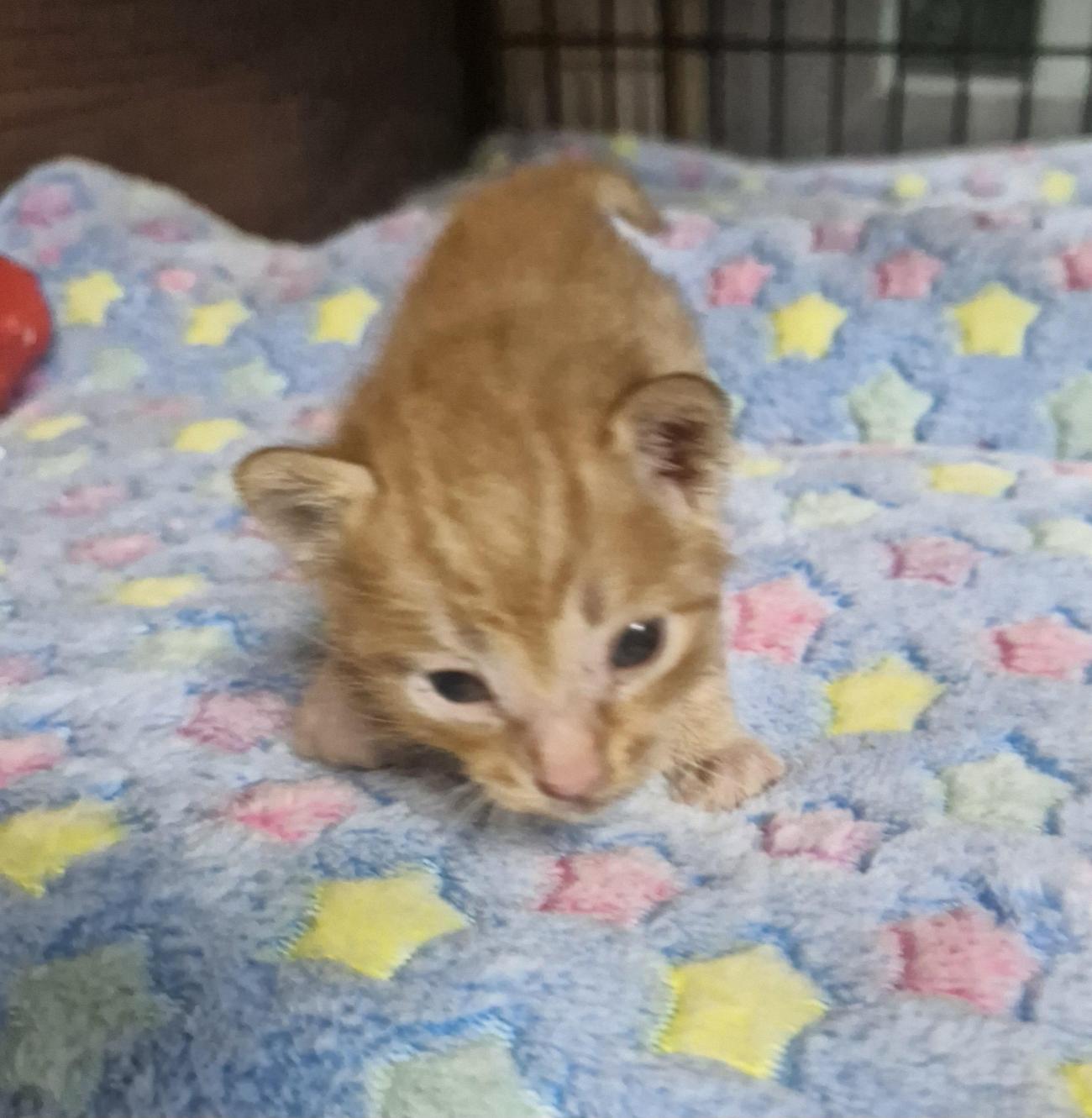 보호중 한국 고양이…