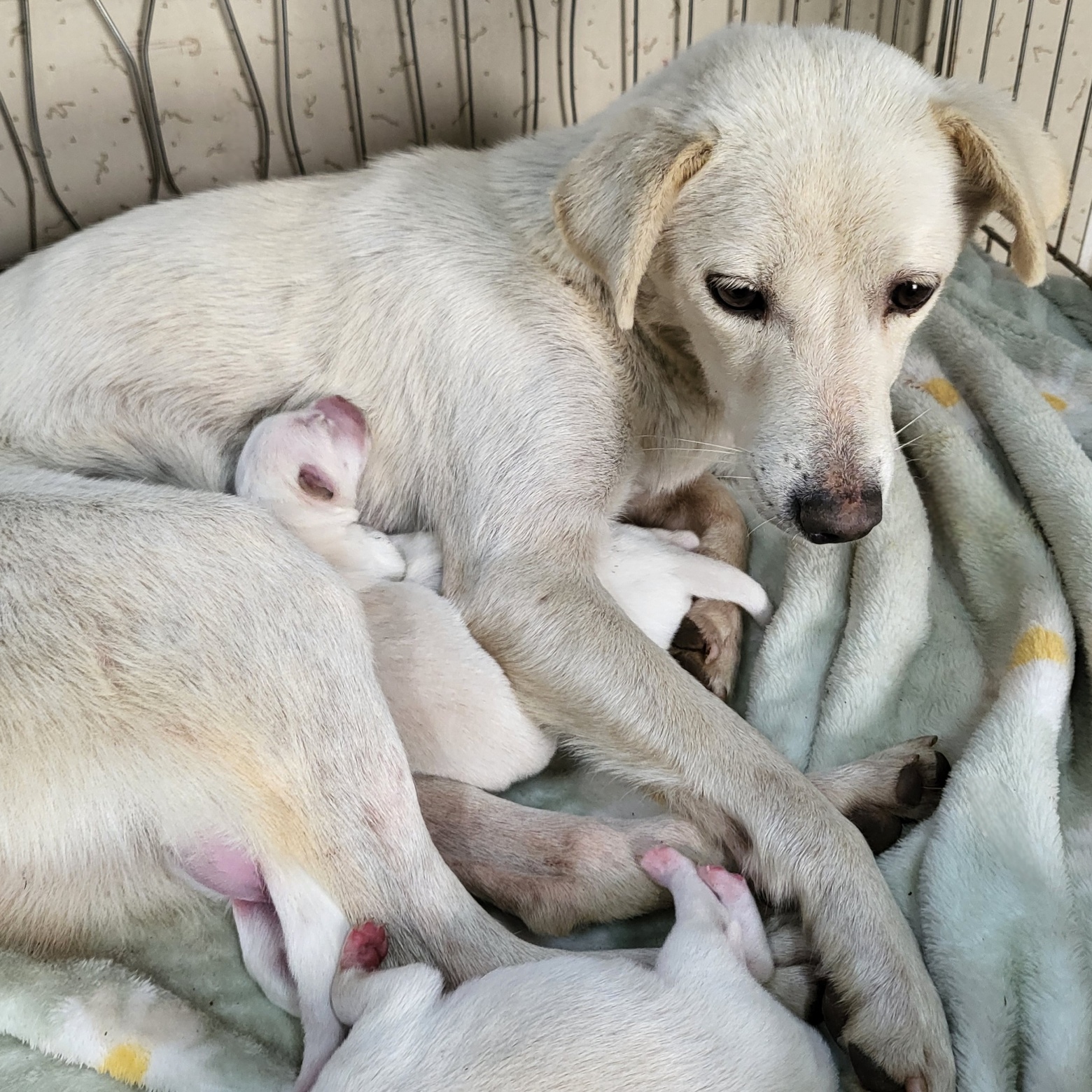 사천시 동물보호센터_448534202501593