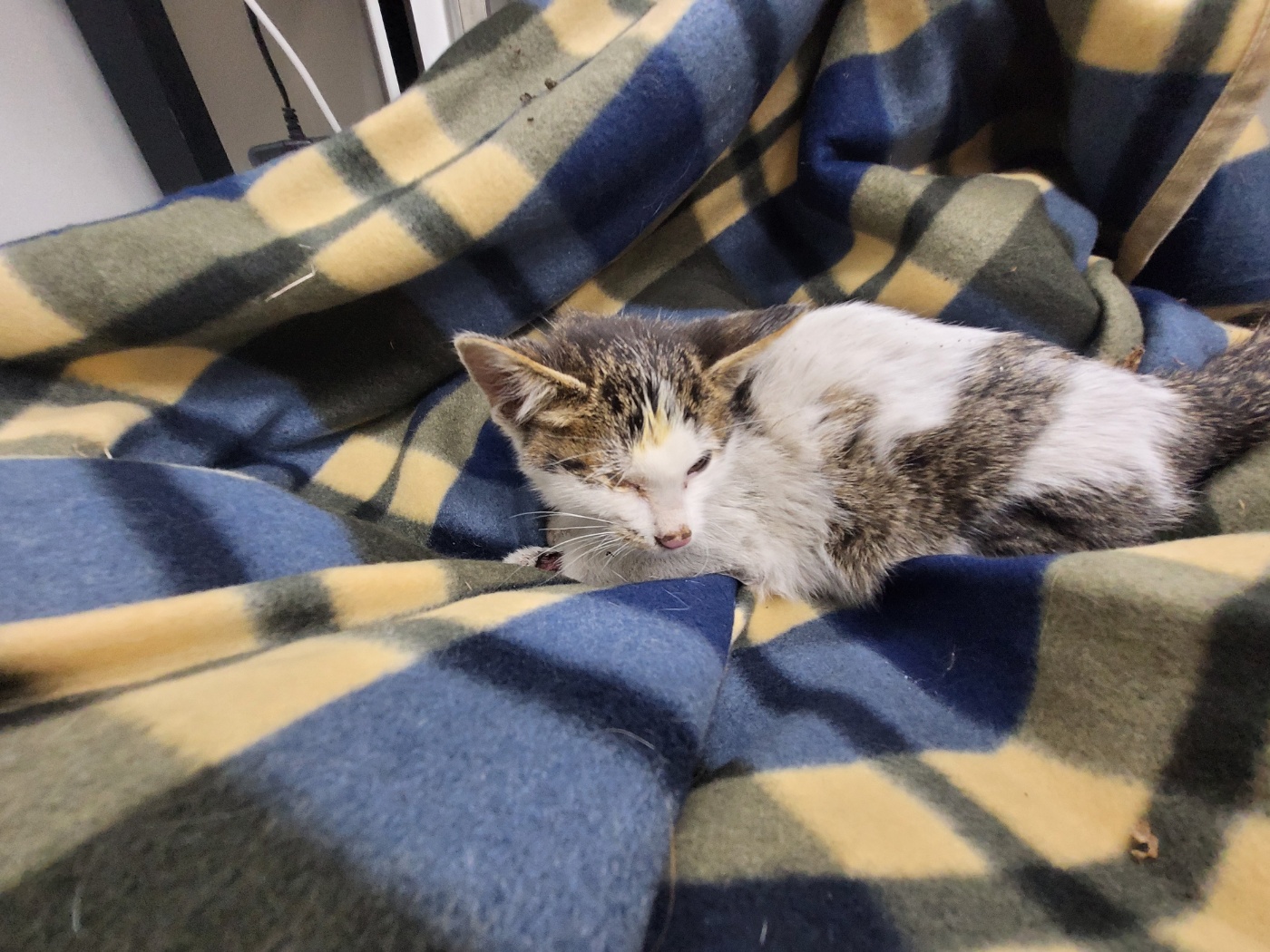 보호중 한국 고양이…