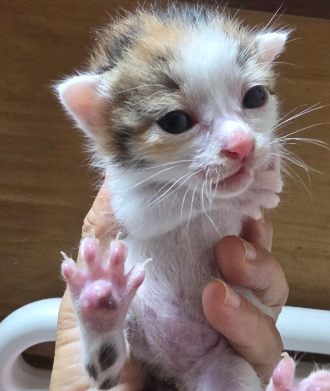 보호중 한국 고양이…