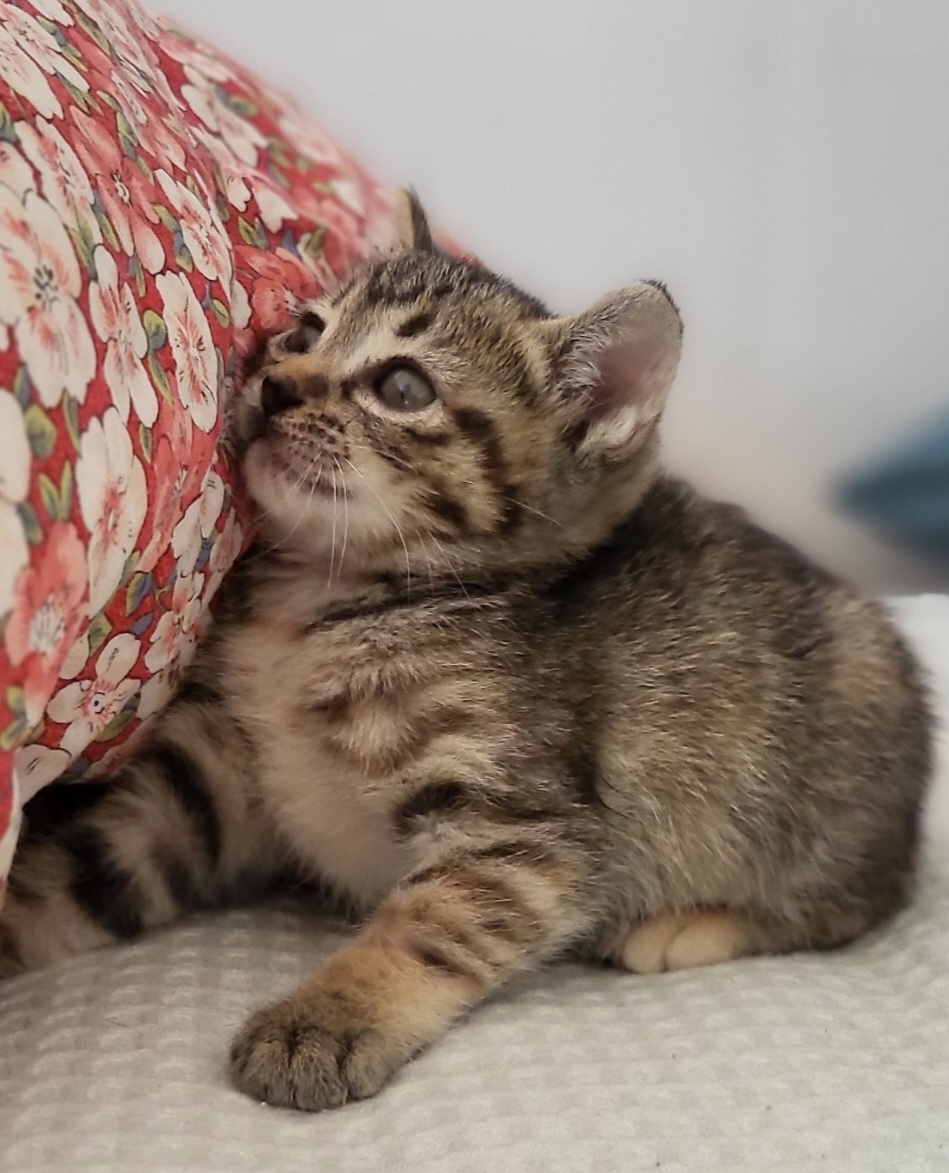 사천시 동물보호센터_448534202501591