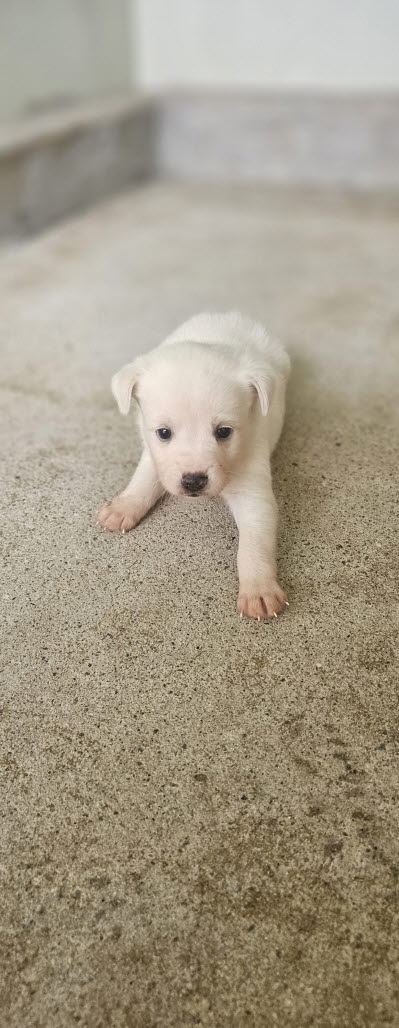 보호중 믹스견의 가…