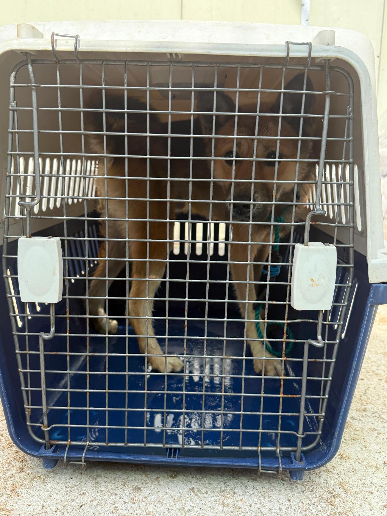 보호중 믹스견의 가…