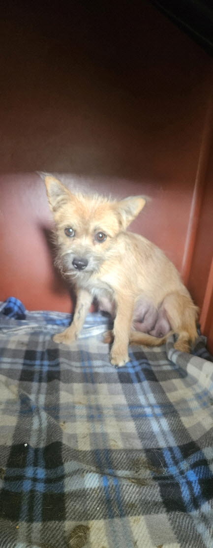 익산유기동물보호소_445468202502966