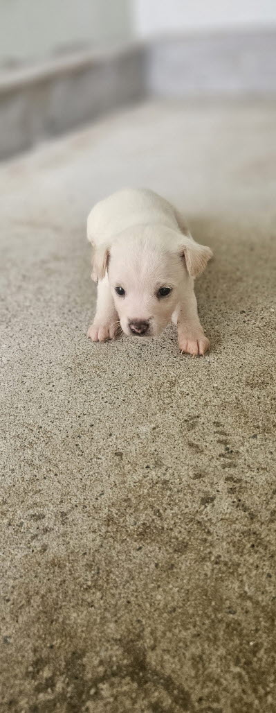 보호중 믹스견의 가…