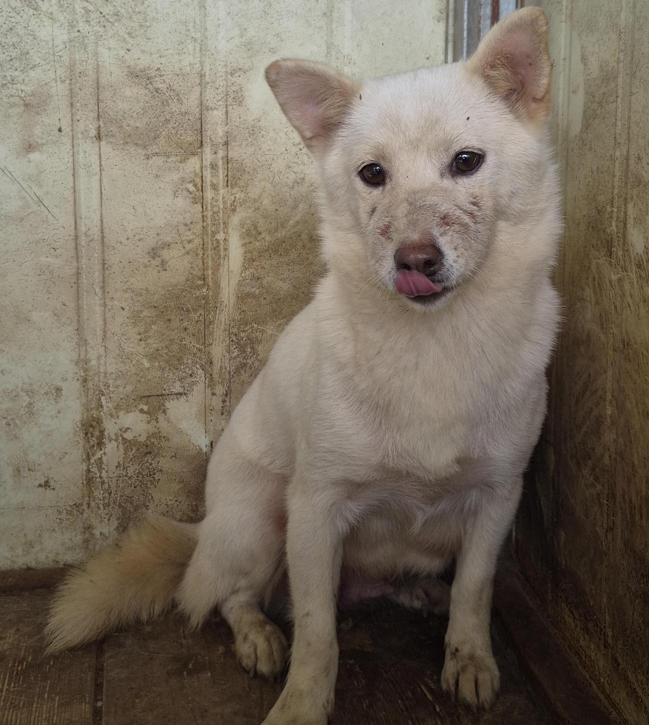 보호중 믹스견의 가…