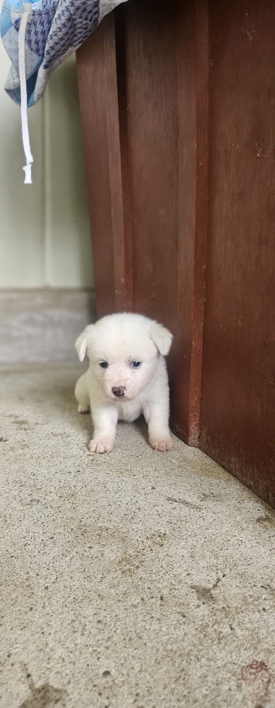 익산유기동물보호소_445468202502969