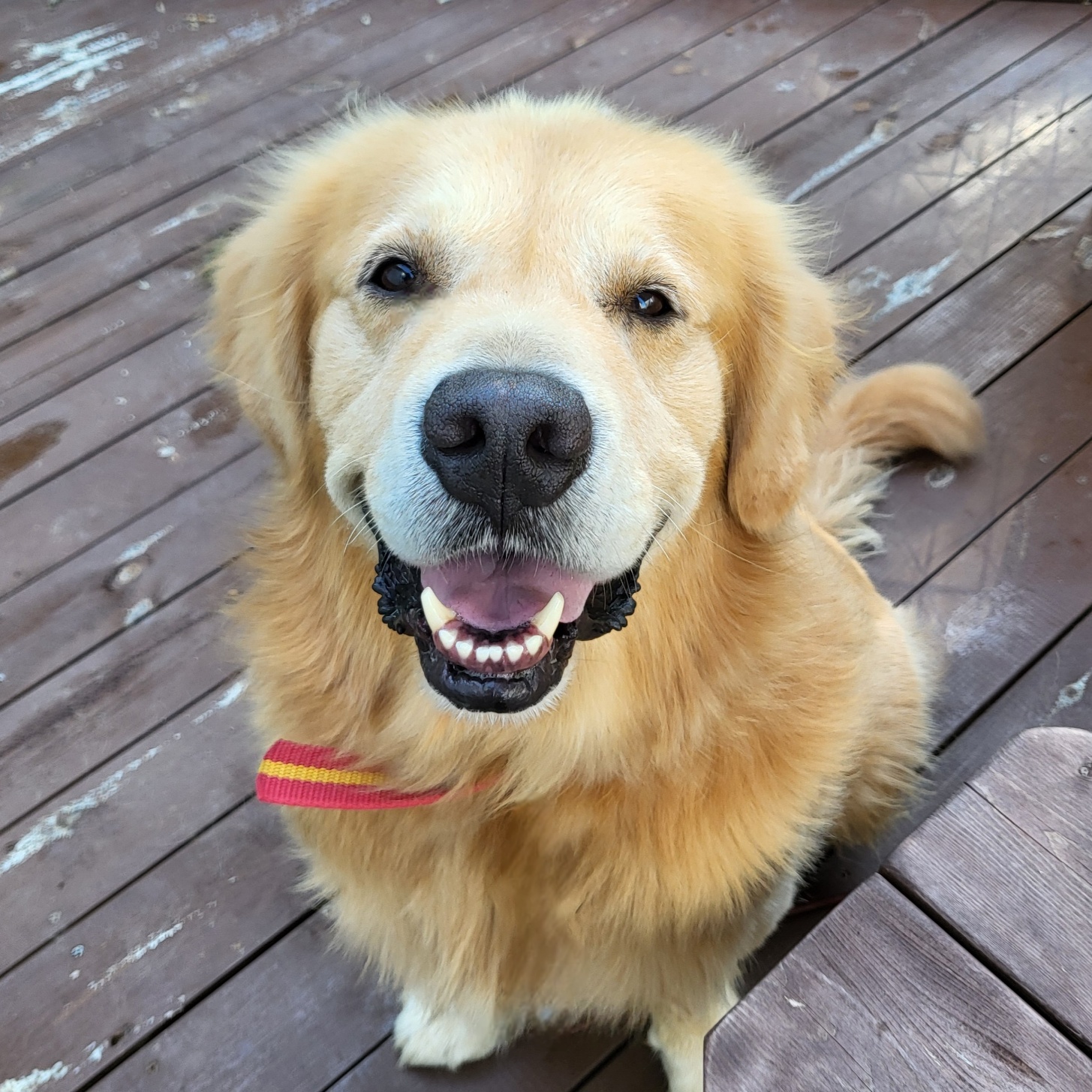 종료(입양) 골든 …