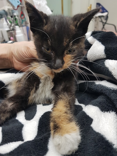 종료(자연사) 한국…