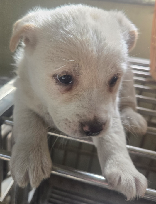 의령군 동물보호센터_448539202500323