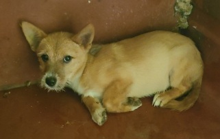 보호중 믹스견의 가…