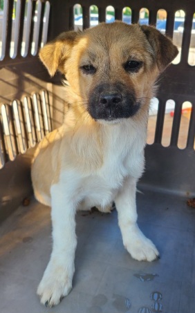 보호중 믹스견의 가…