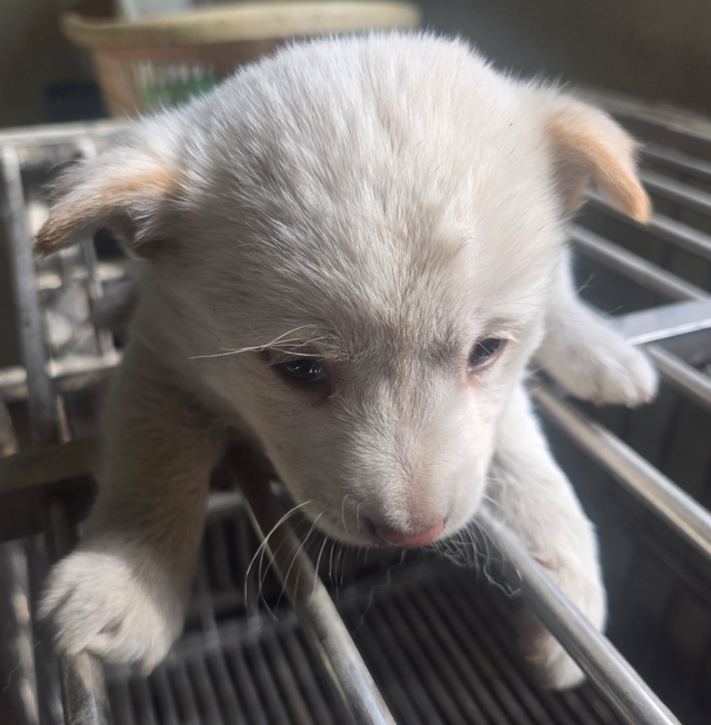 의령군 동물보호센터_448539202500321