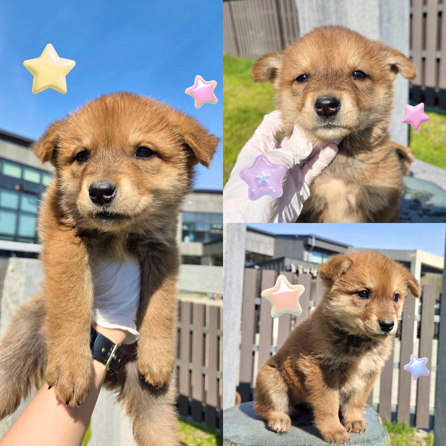 보호중 믹스견의 가…