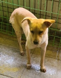 보호중 믹스견의 가…